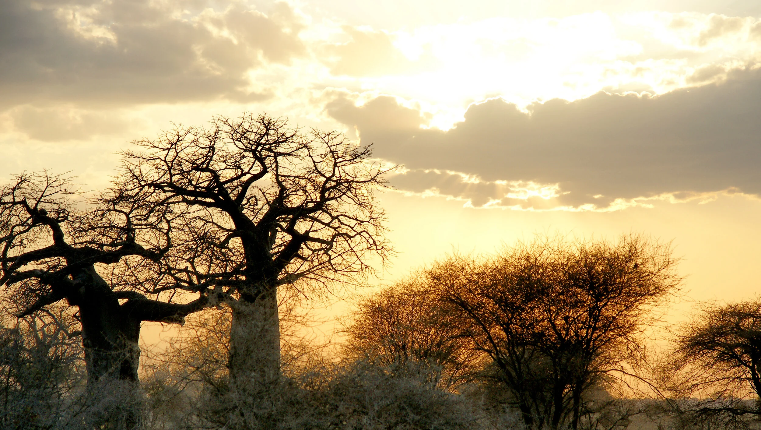 Tarangire_036.jpg