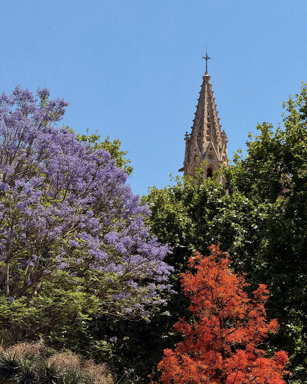 mallorca-le-seu-cathedral.JPG