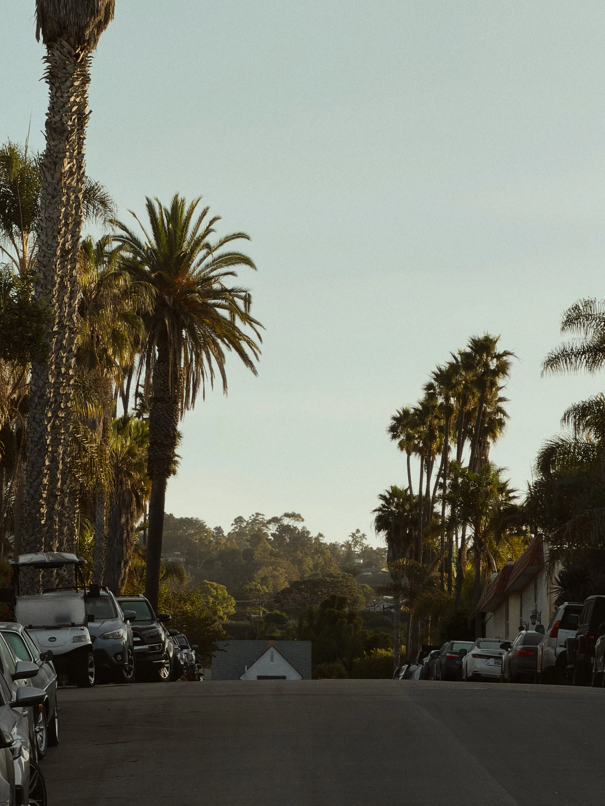 la-jolla-california-aesthetic-palm-trees-street-3872.jpg