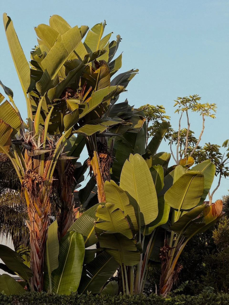 la-jolla-california-palm-tree-8365 -2.jpg