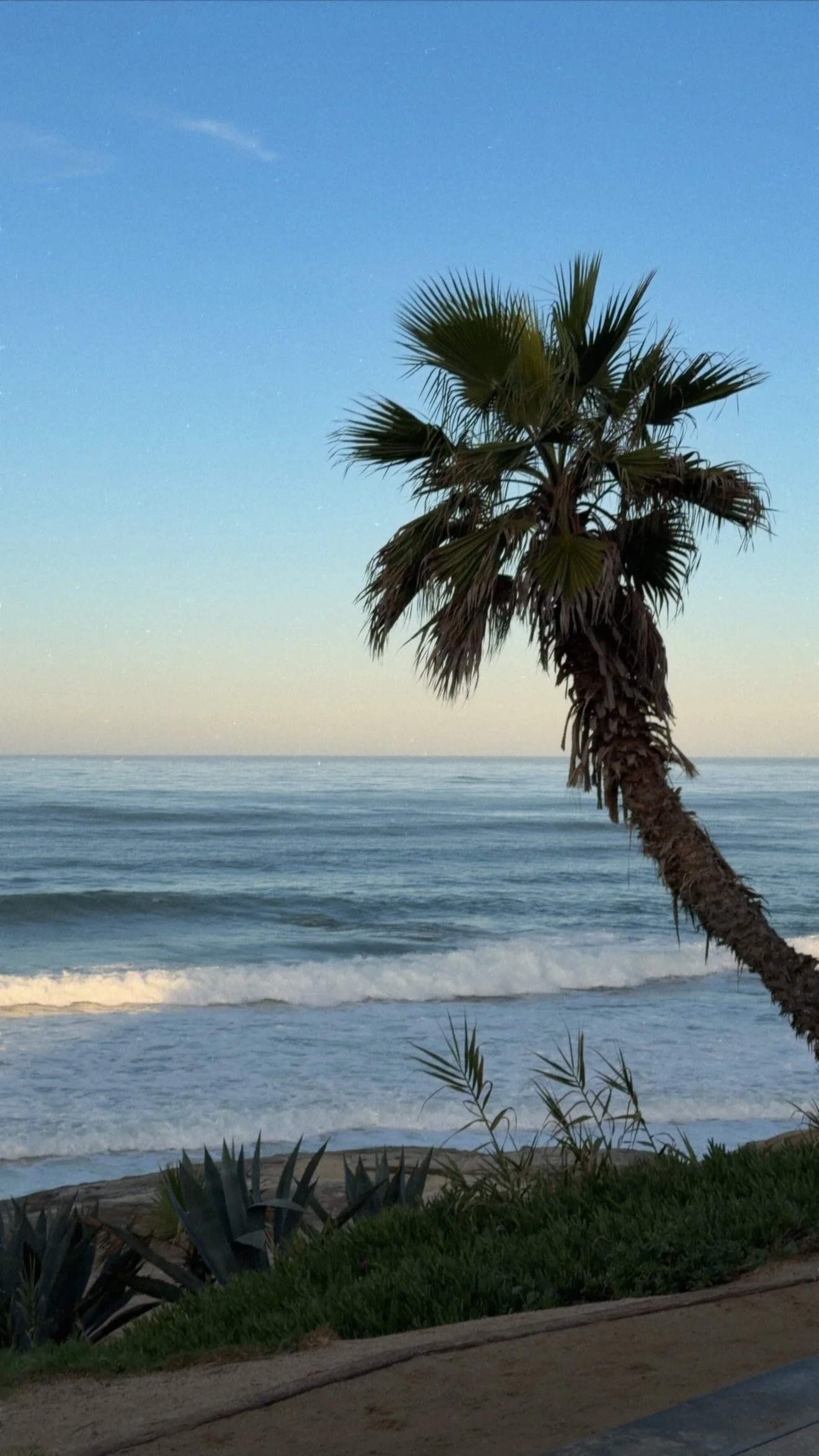 la-jolla-california-aesthetic-palm-trees-beach-ocean-3872.JPG