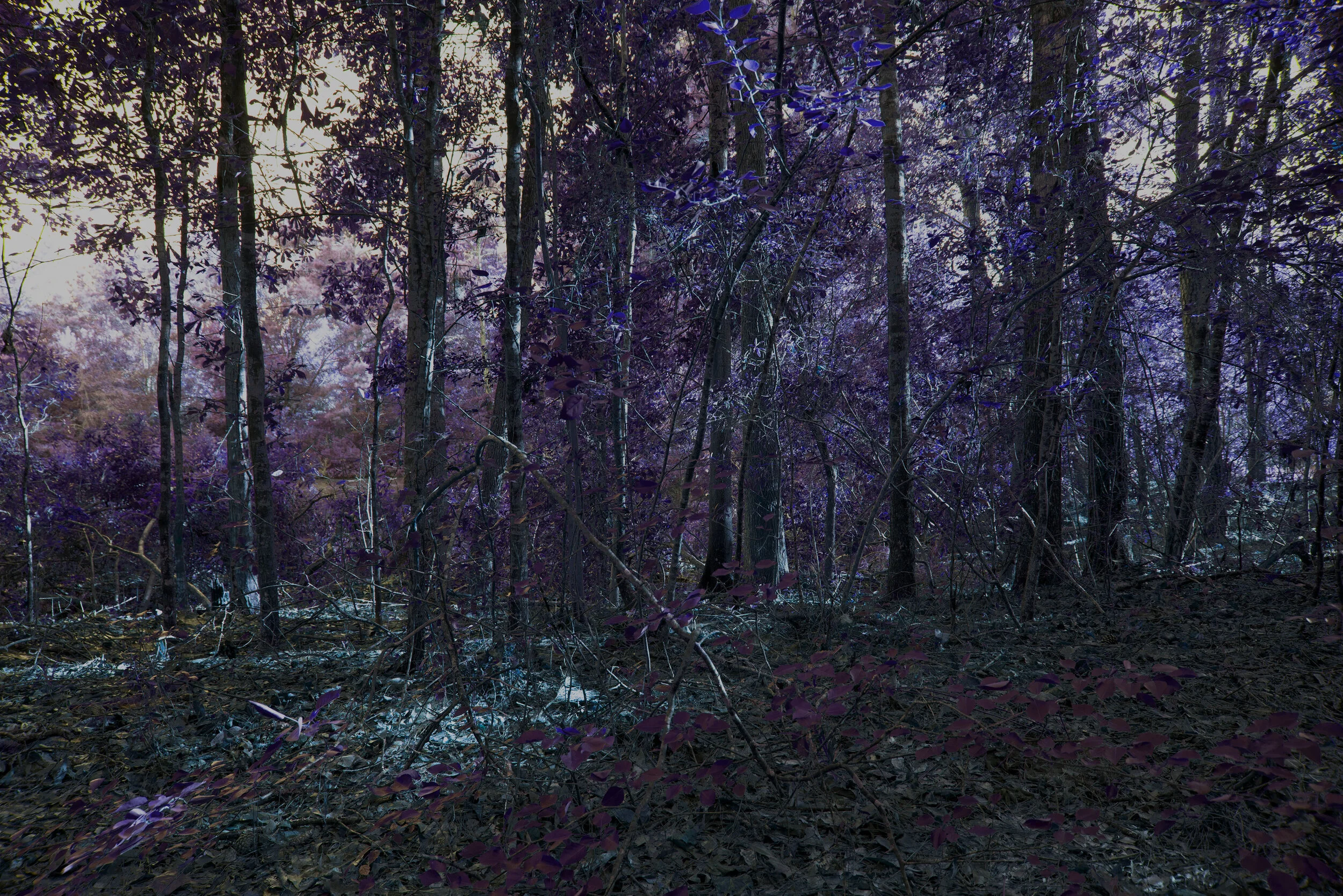 SGM_purple_woods..jpg