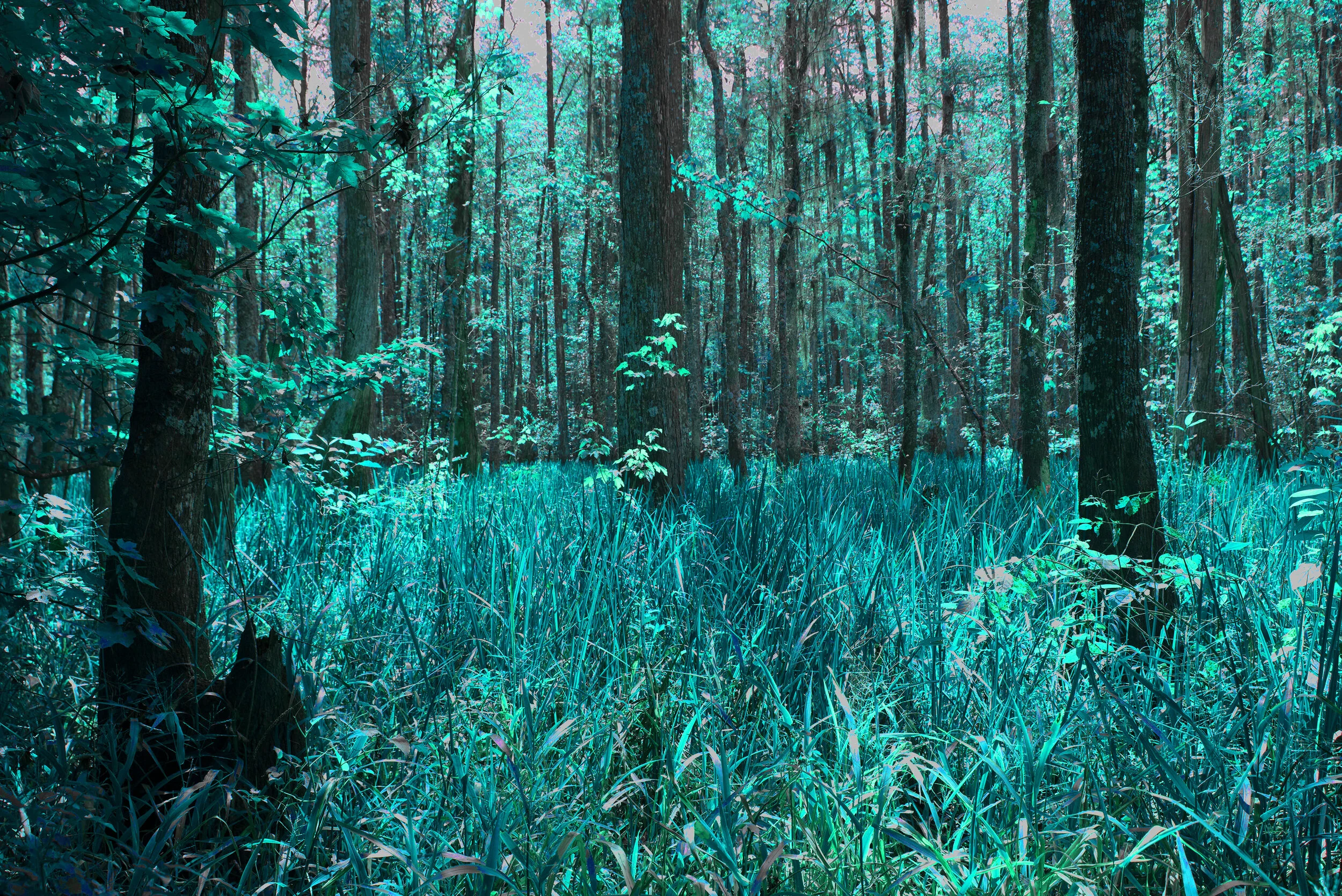sgm_swamp_.jpg
