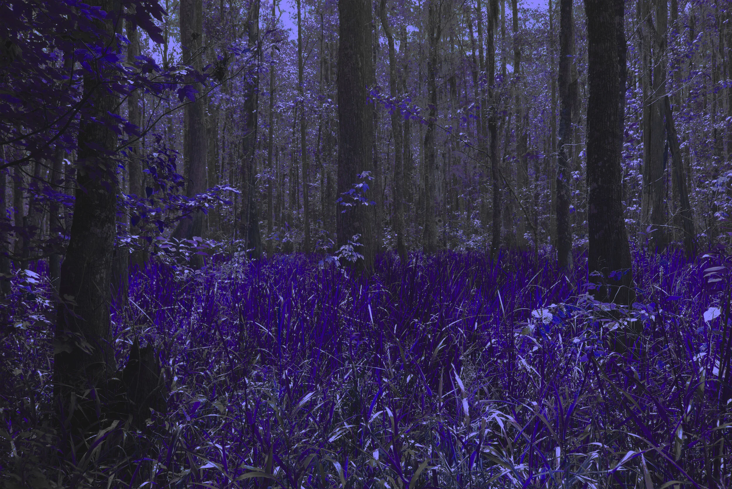 sgm_working_swamp_rework.jpg