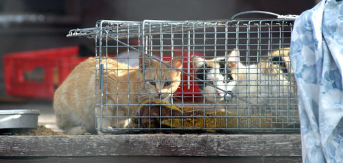 FAQs-About-Trap-Neuter-Return-TNR.jpg
