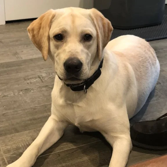 Dog foster.jpg
