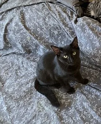 Jade