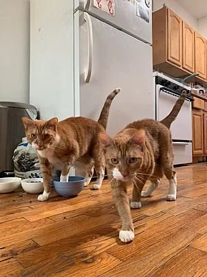 Tom and Jerry (Copy)