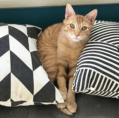 Butterscotch.jpg