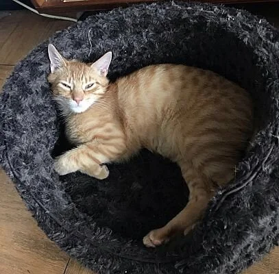 Butterscotch2.jpg
