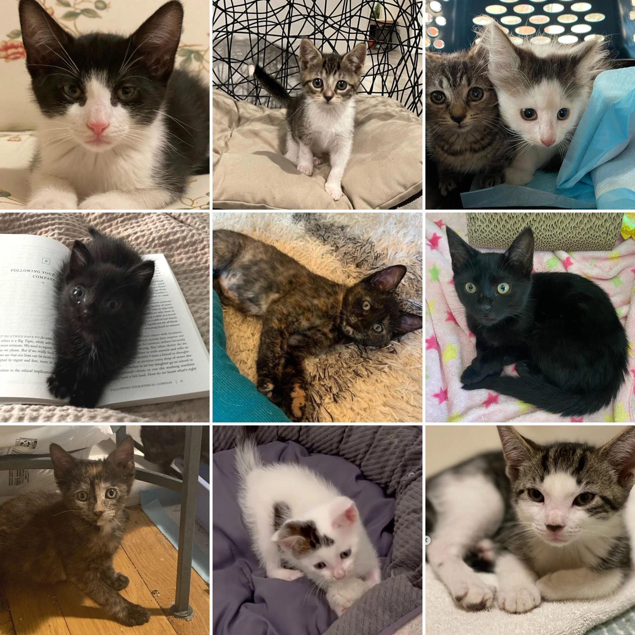 Kittens