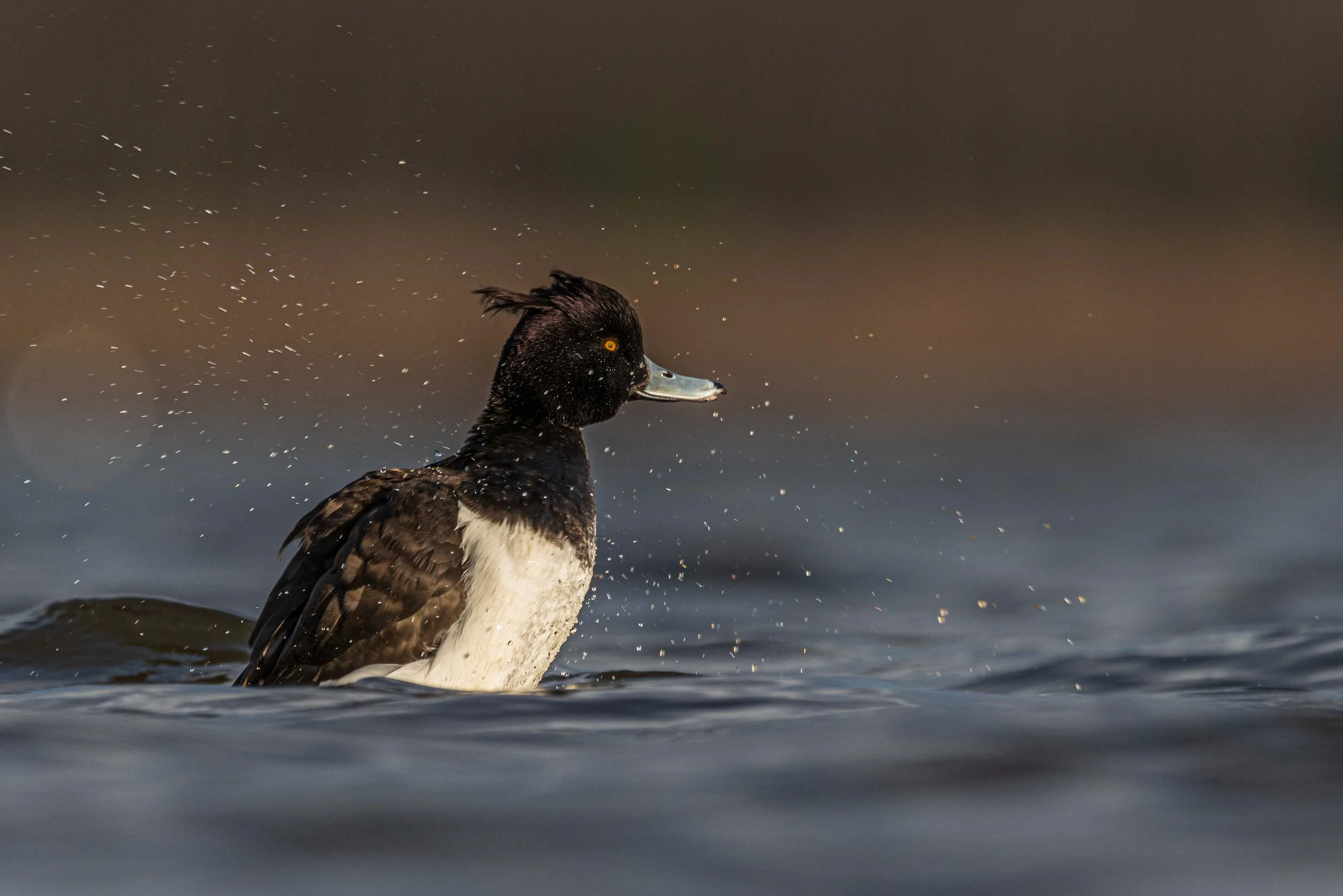 03.20 Tufted duck (Aythya fuligula) shaking.jpg