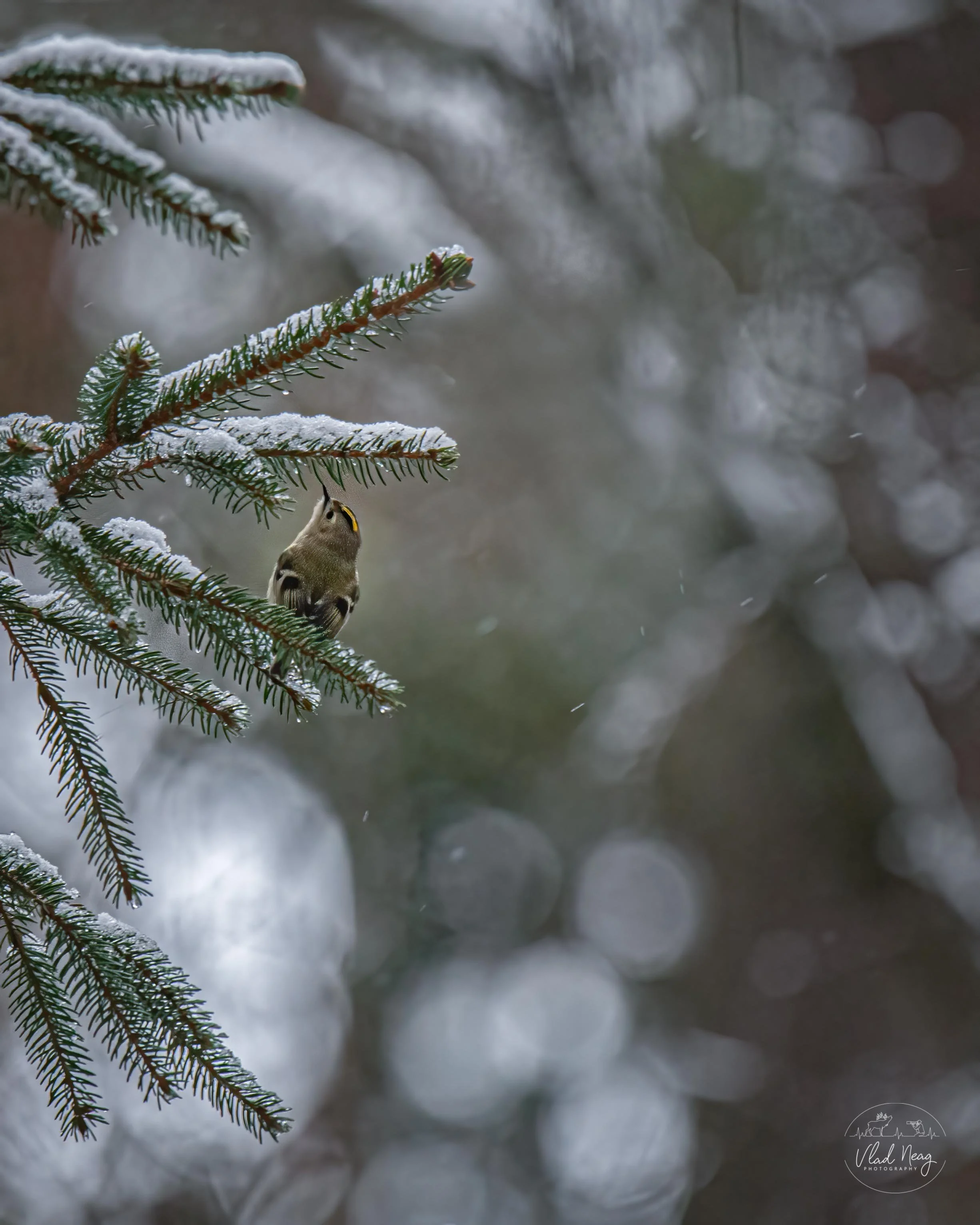 _DSC0030-Edit-Edit.jpg