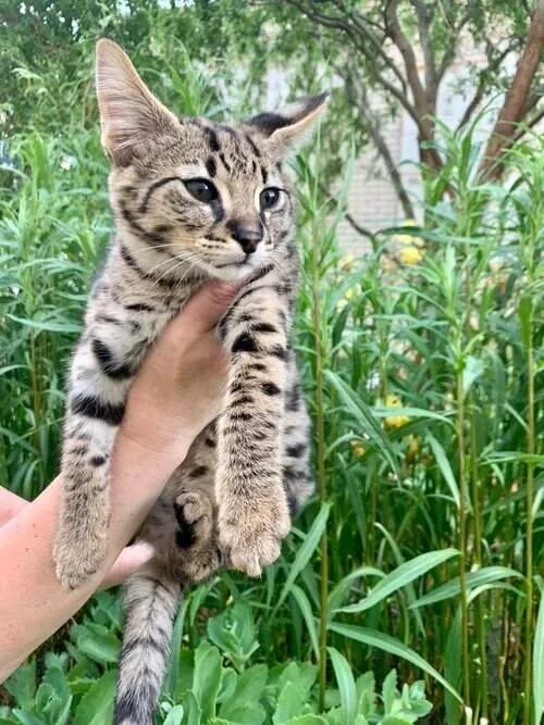 Breeding Savannah kittens Savannah kitten breeders who are experts