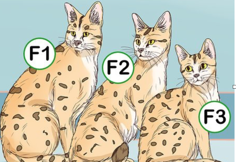 F1 F2 F3 Savannah Cat F5 Full Grown F3 Serval Cat Top