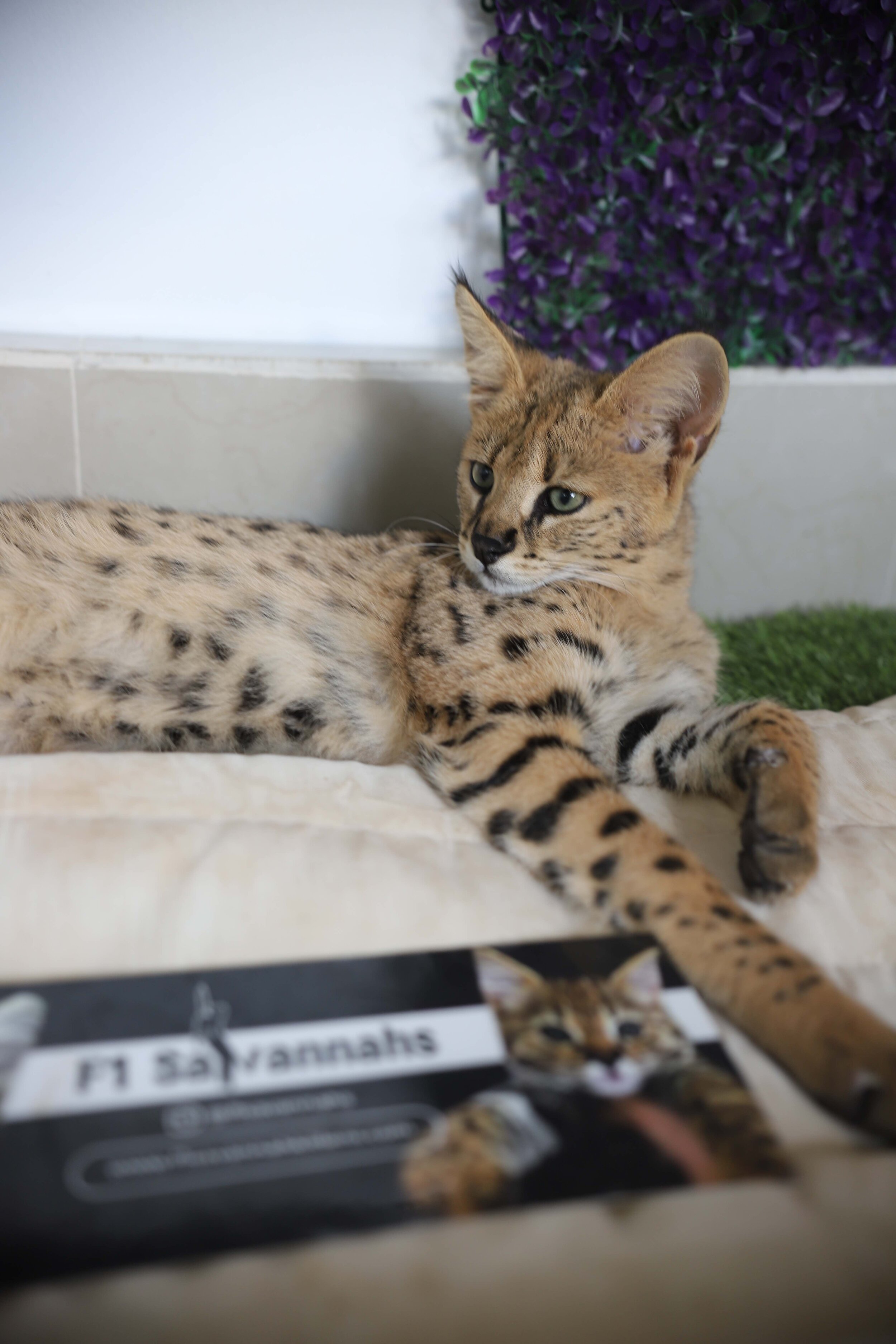 Do F1 Savannah Cats make good pets? — F1 Savannah Cat Breeder