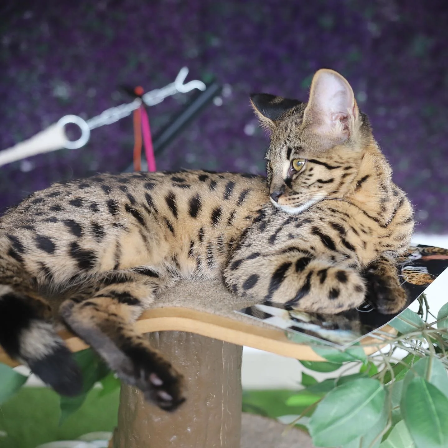 Expert Savannah Cat Breeders F1 Savannah Kittens