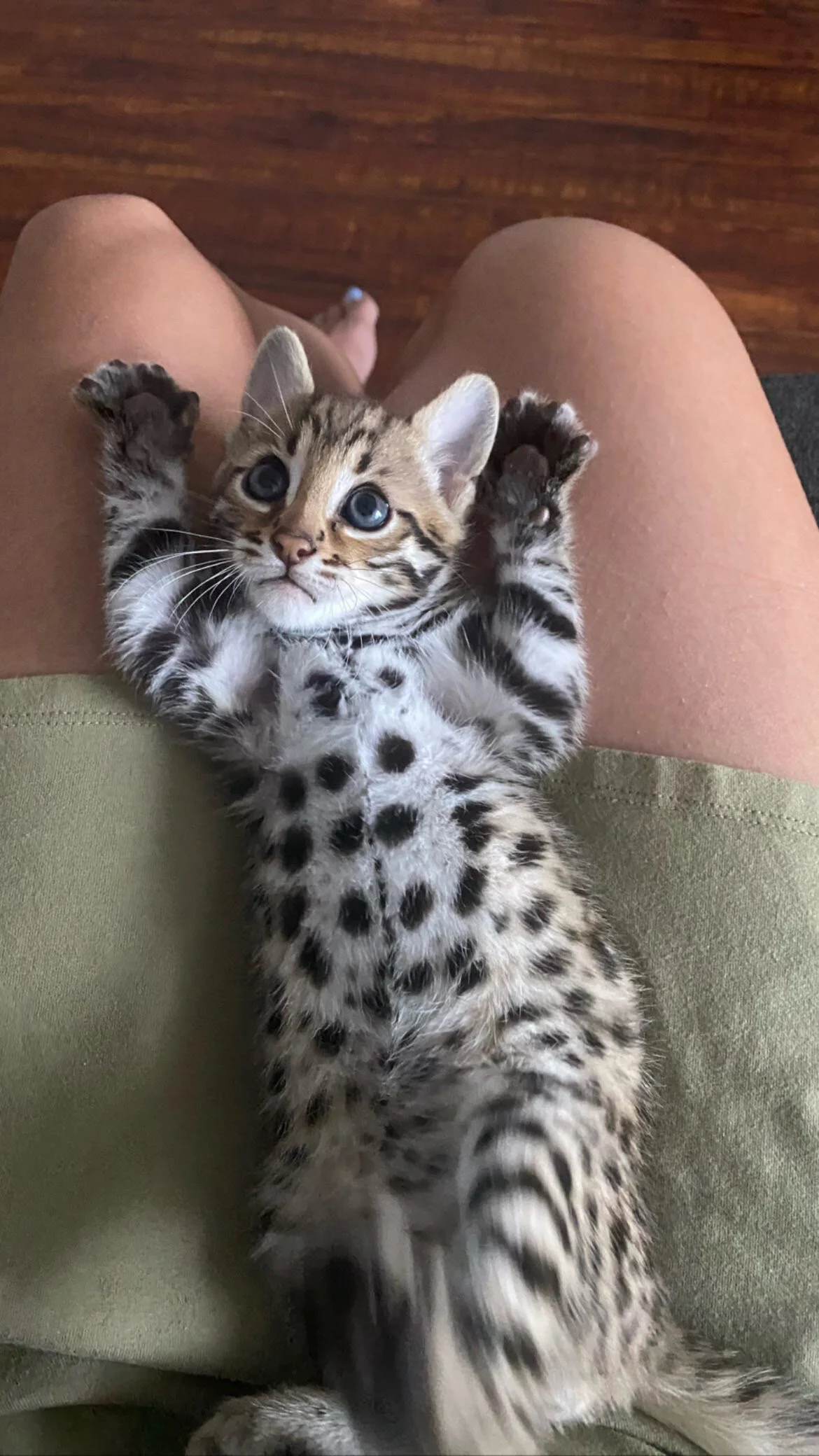 F1 Bengal Kittens Available Cat Breeders Sale California Texas 