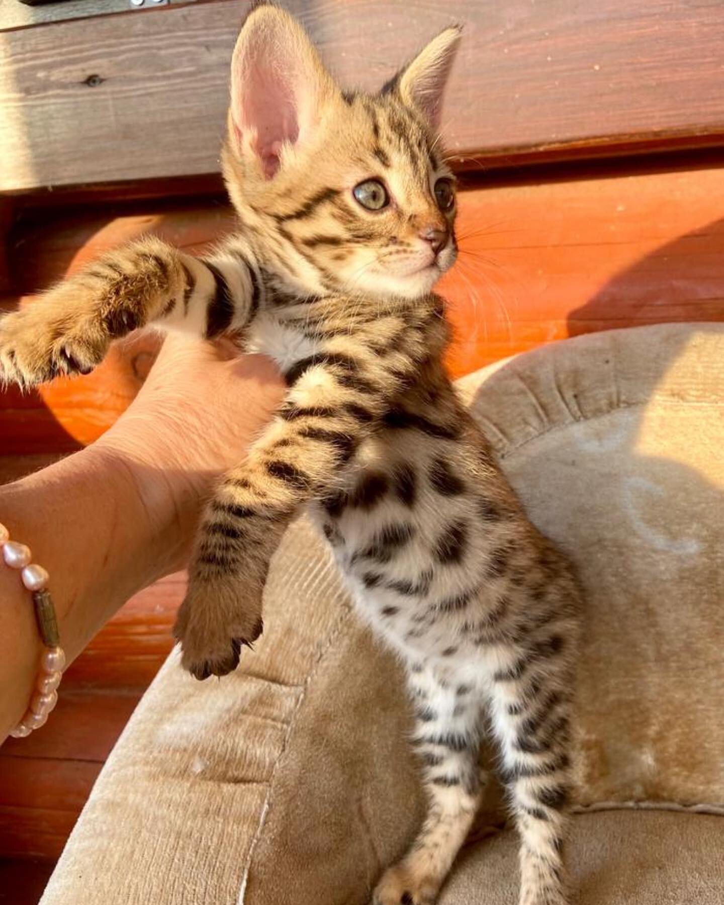 Savannah Kittens For Sale, Friendly Savannah Cats