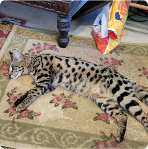 African Savannah F1 Serval Cat For Sale F4 Serval F4 Savannah