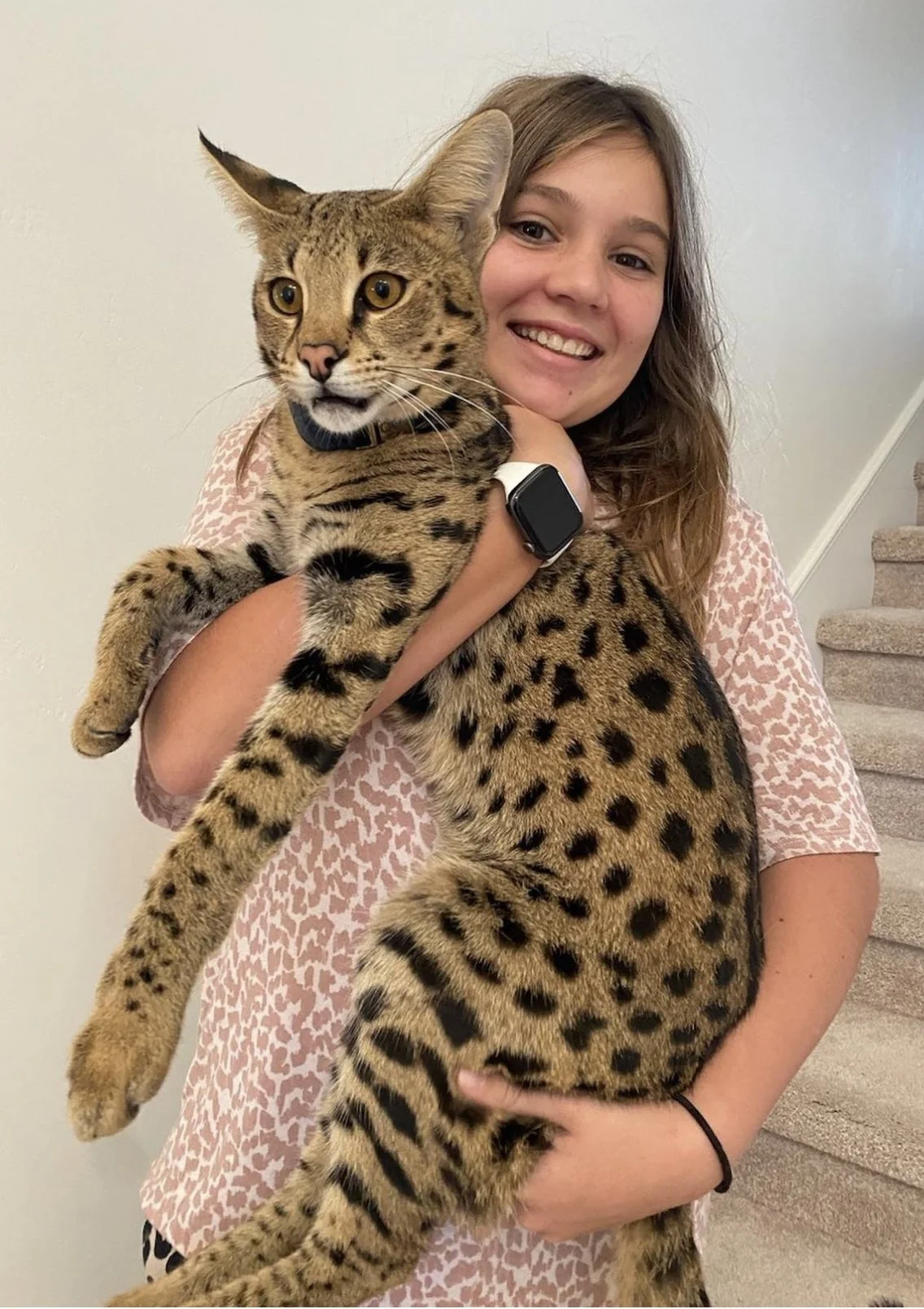 Savannah Cat Full Grown