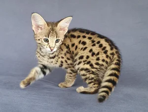 Savannah Cats for Sale — F1 Savannah Cat Breeder