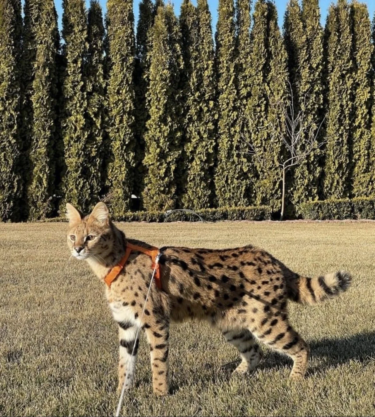 F1 Savannah Cats For Sale F1 & F2 Savannah Kitten Breeder California