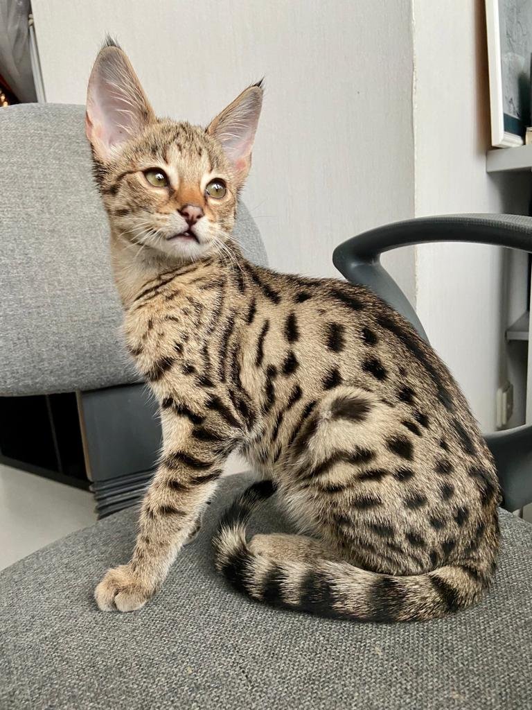 Savannah Cat Patterns