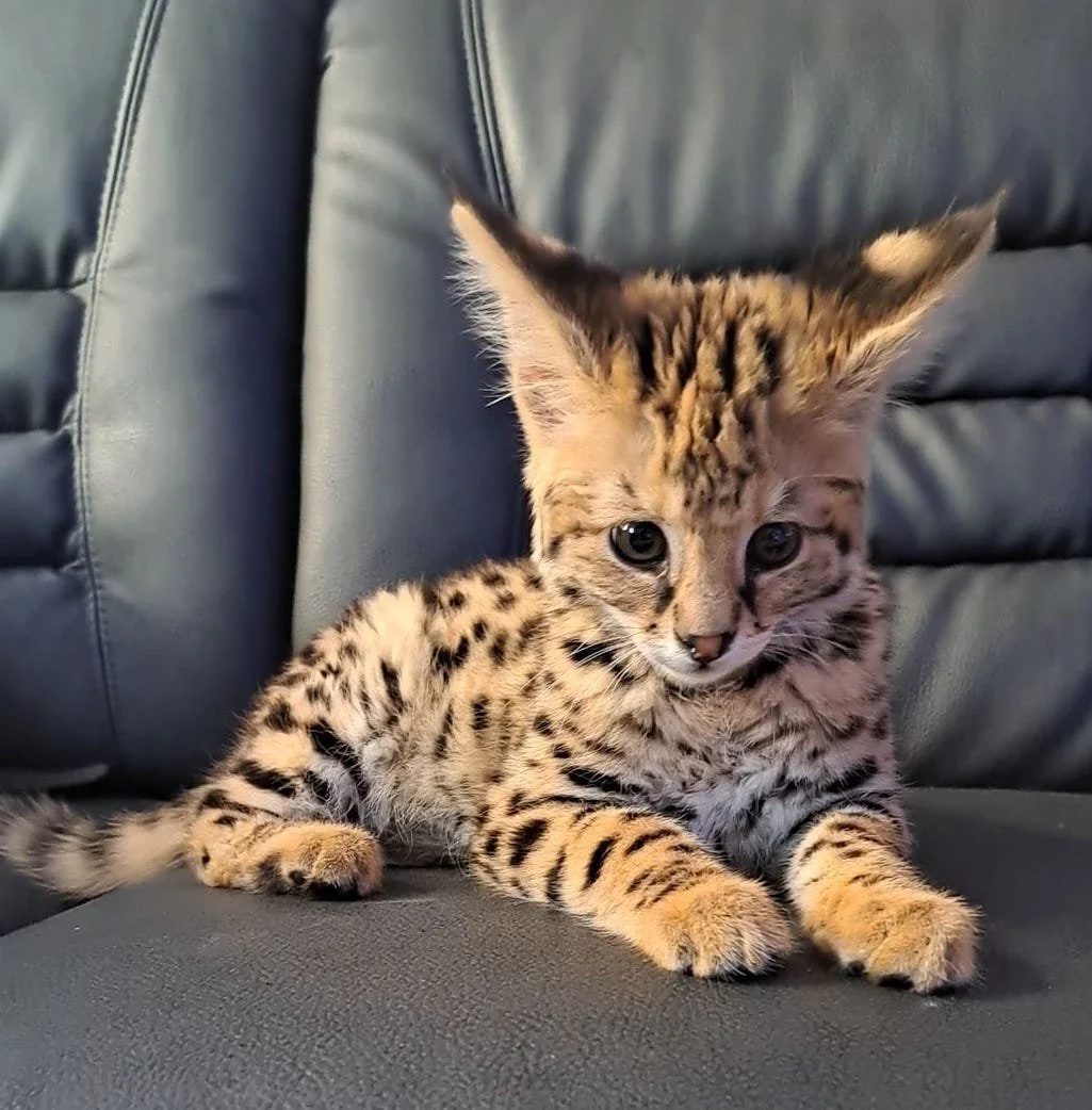 Ethical F1 Savannah Cat Breeders Available Kittens for sale