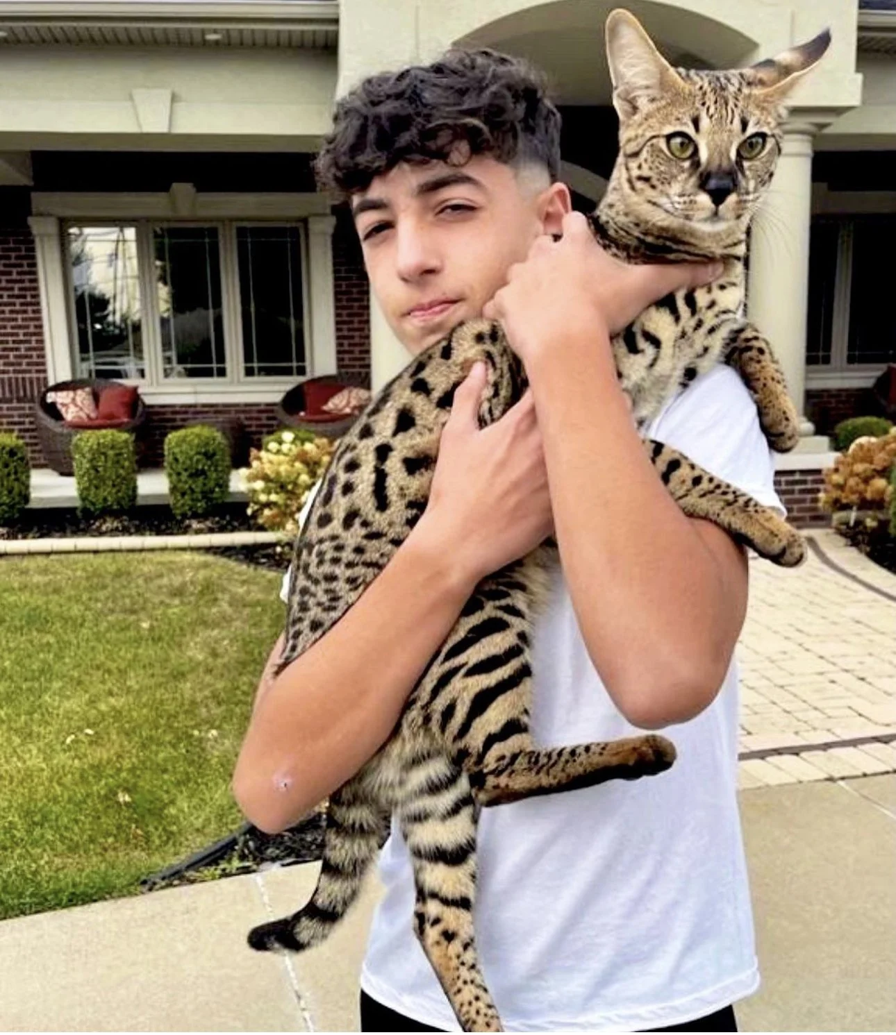 Do F1 Savannah cats make good pets? — F1 Savannah Cat Breeder