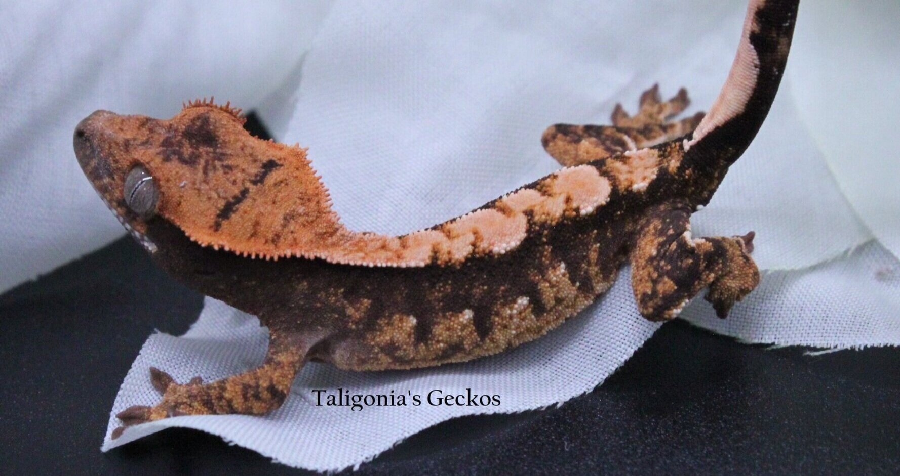 A Guide to Caring for Common House Geckos as Pets