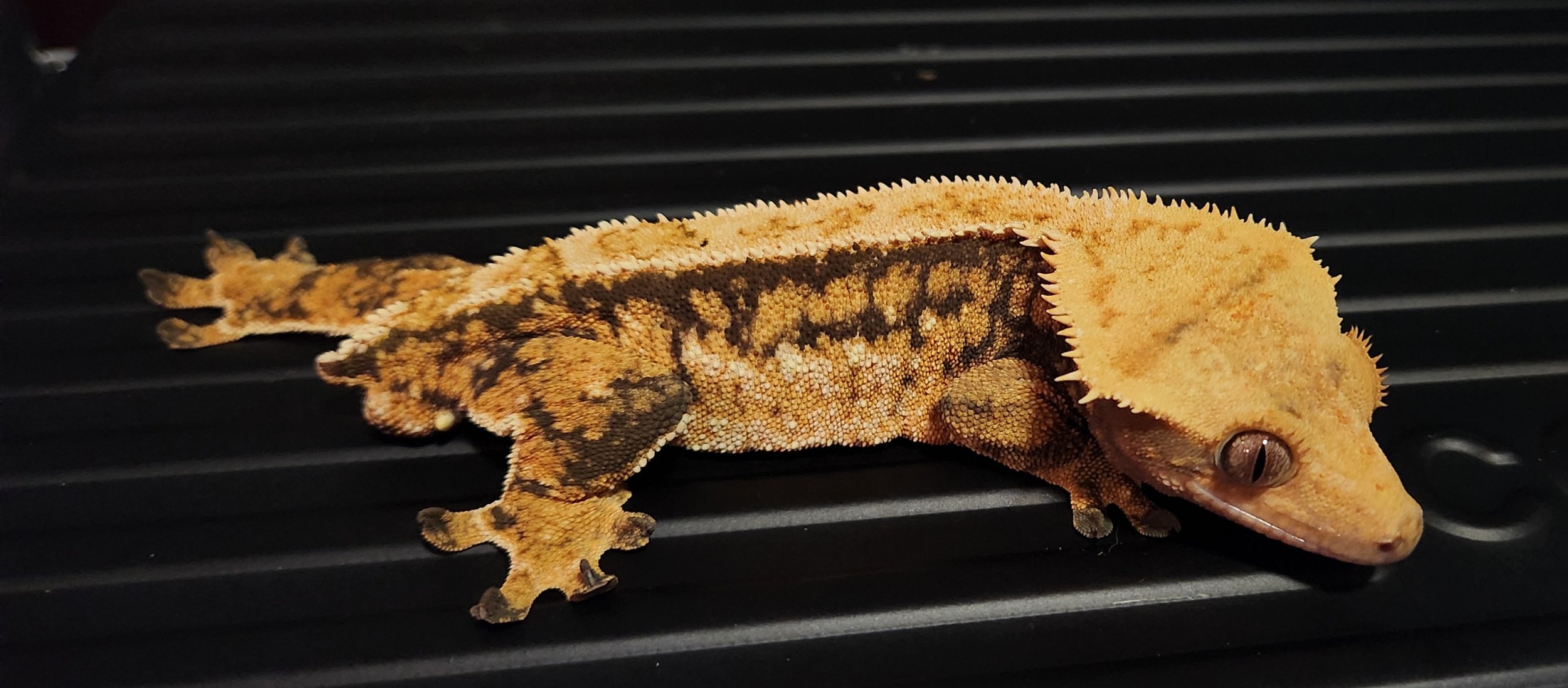 A Guide to Caring for Common House Geckos as Pets