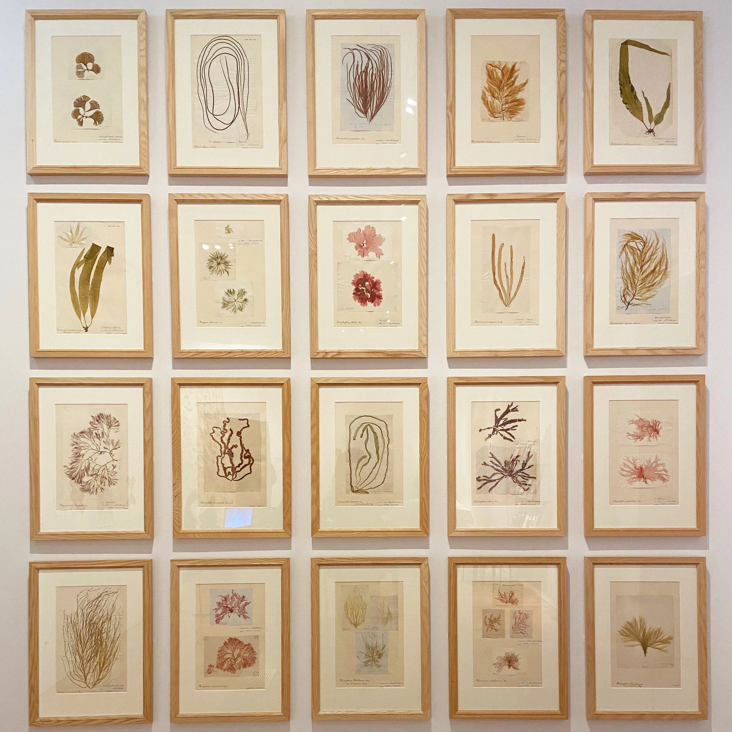 Journal: Seaweed Exhibition Exeter