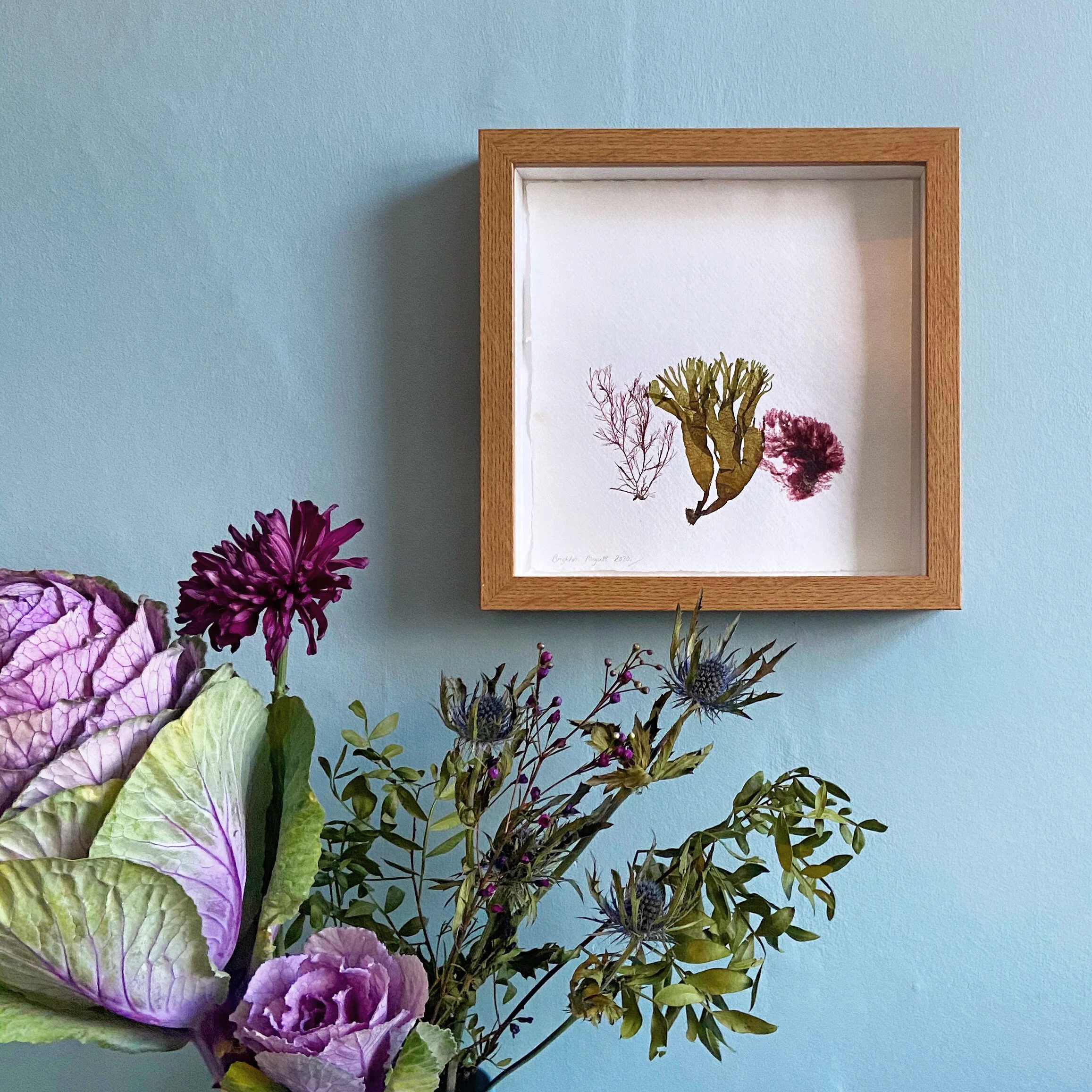 Original Seaweed Pressings