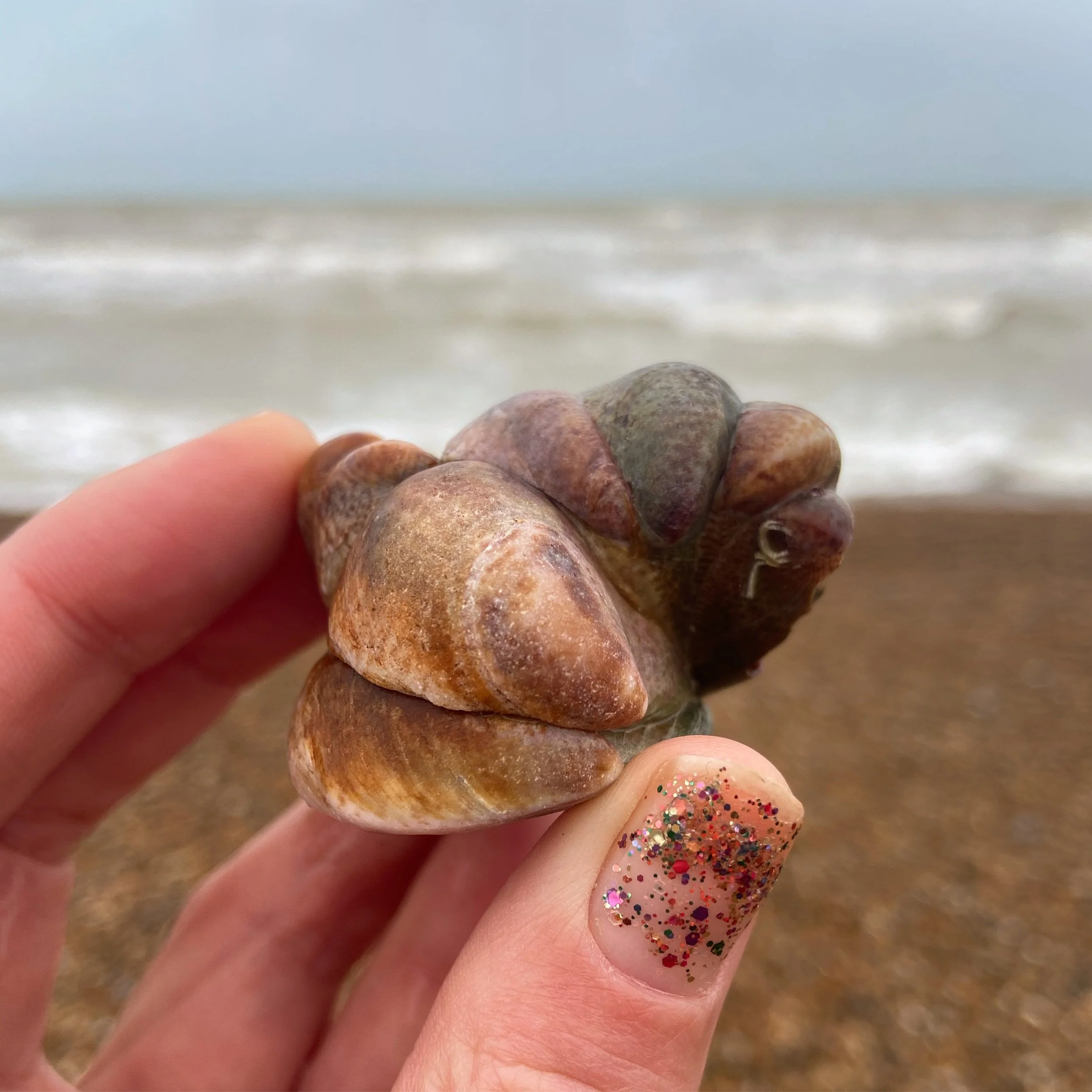 Slipper Limpets - Masters of Sex