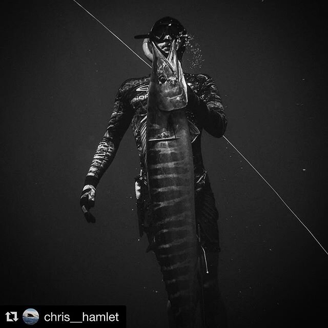 #Repost @chris__hamlet with @get_repost
・・・
Pretty special couple days diving for me this past week. Started spearing in Puerto Rico three years ago with nothing but a mask and tiny gun. I could barely get 10 feet without rushing back to the surface.