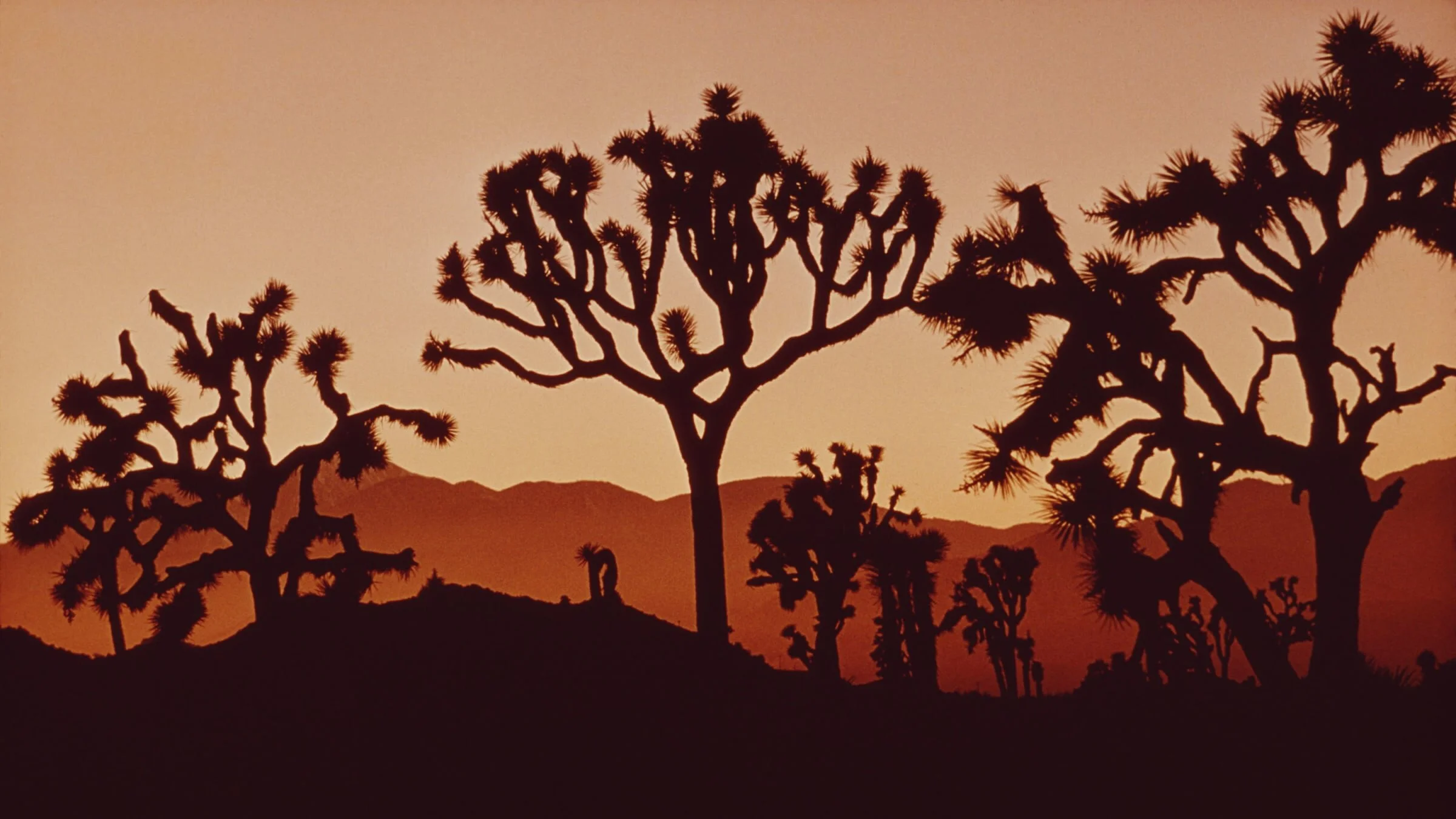 The Fight to Save the Joshua Tree Has a Surprising Foe—Solar