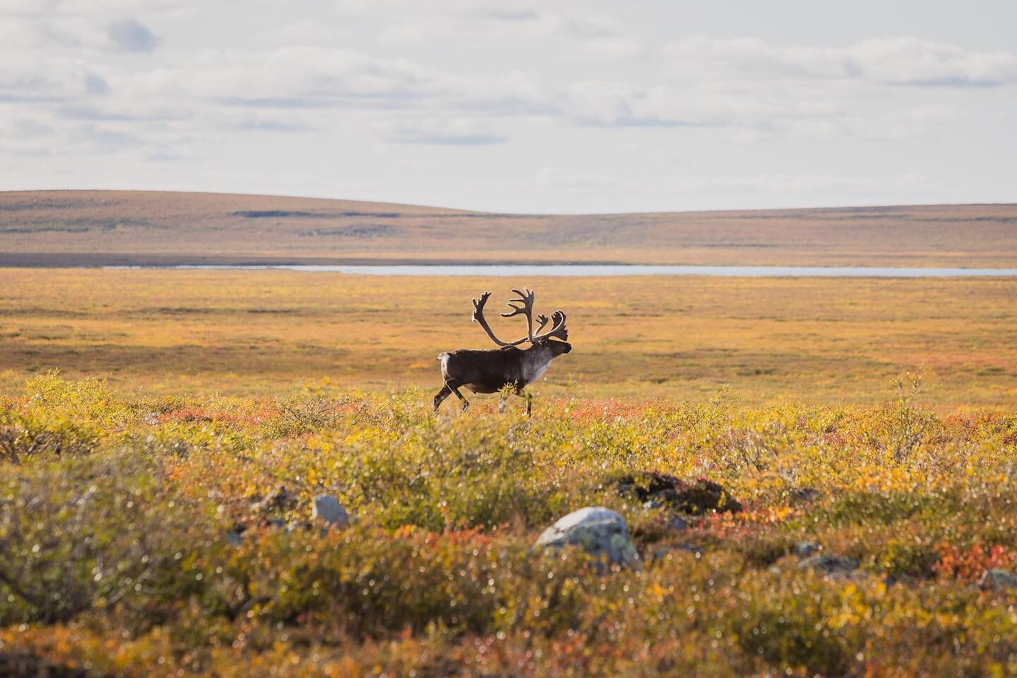 In the last 30 years the Bathurst caribou herd in Canada&rsquo;s NWT has dropped from roughly 450,000 to just under 9,000. Exact reasons are still undetermined but it&rsquo;s a complex interplay of environment, predation and industrial development - 