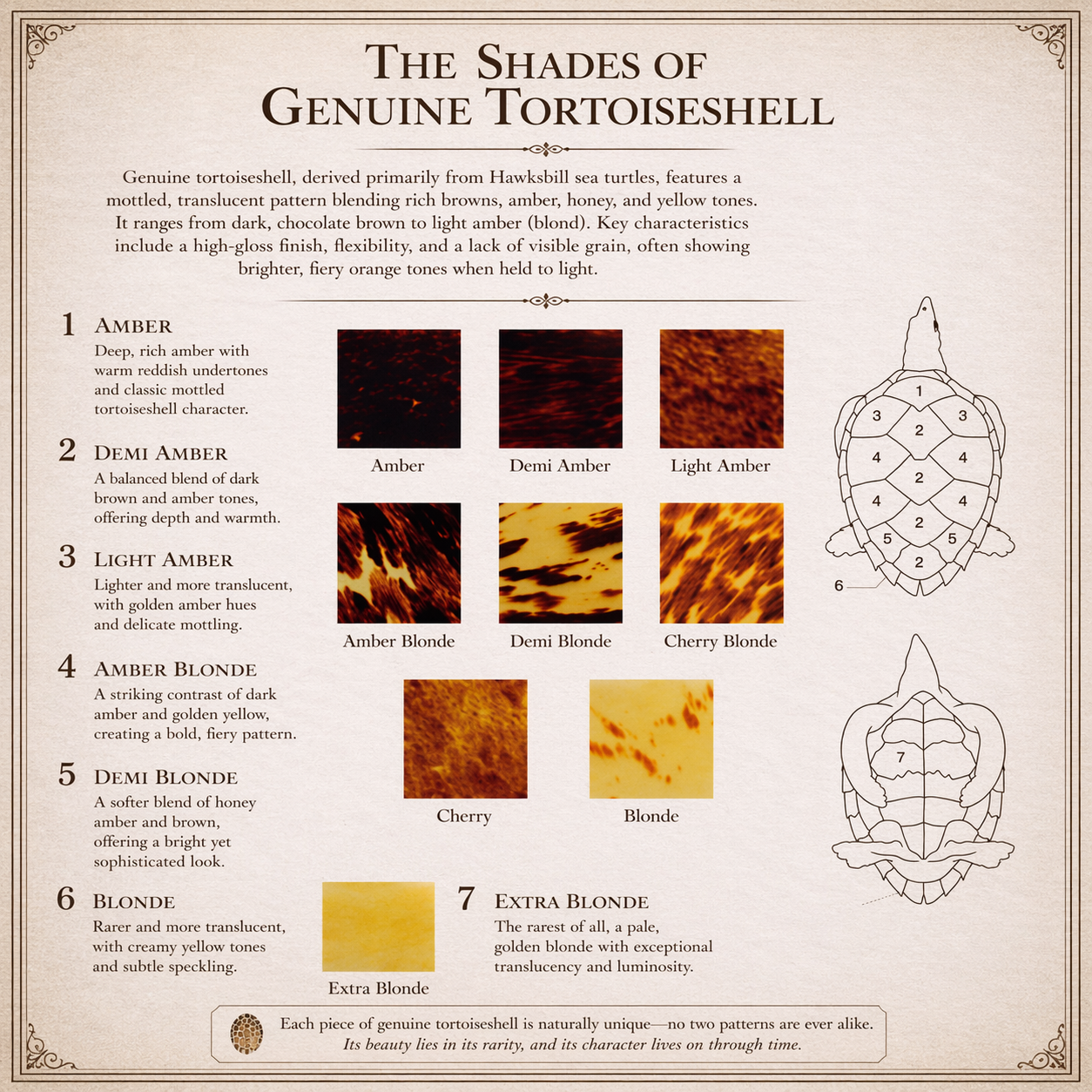 50 Shades of TortoiseShell