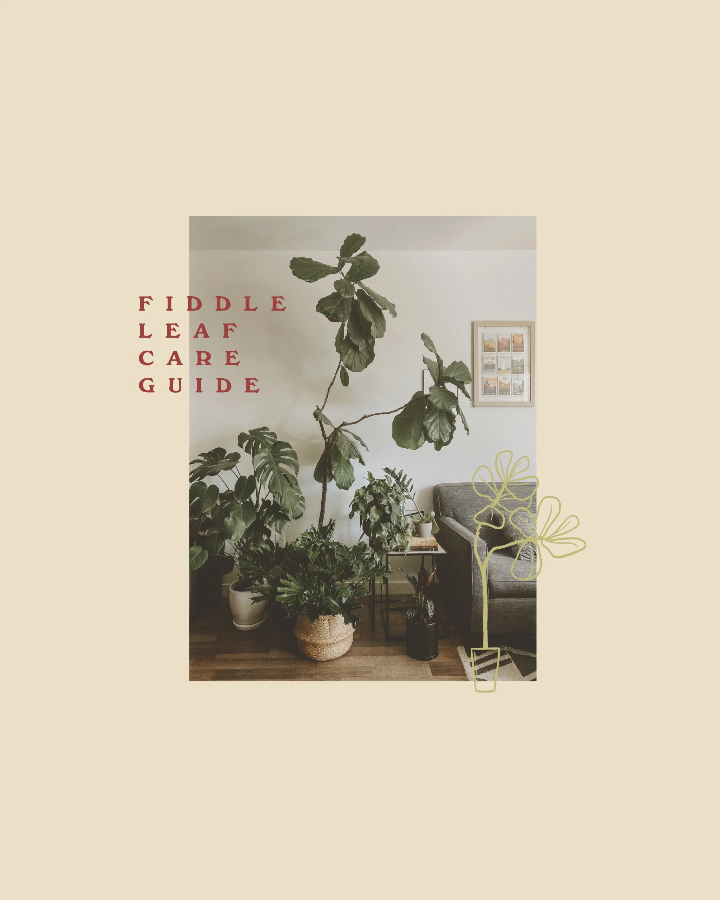Fiddle Leaf Care Guide