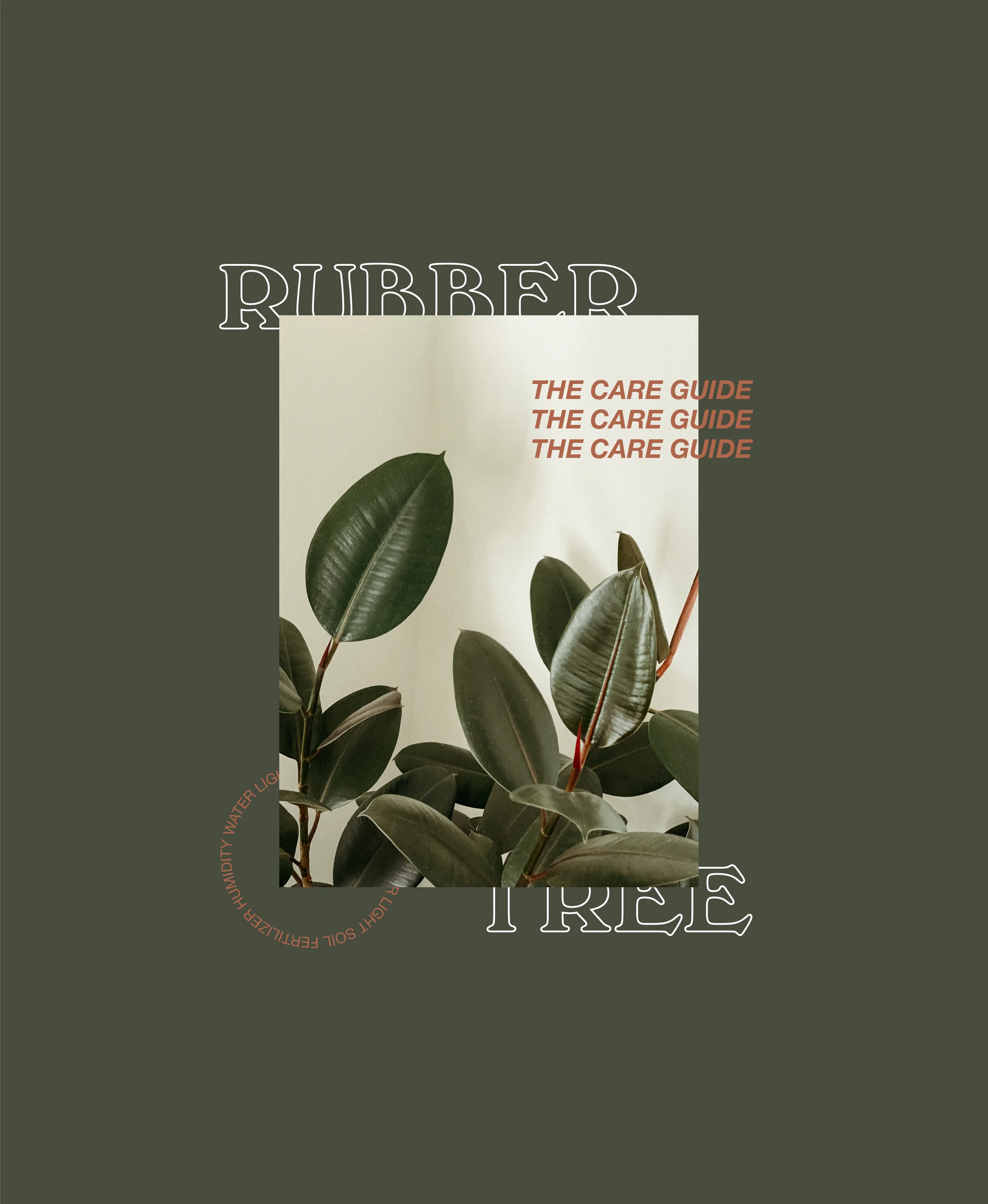 Rubber Tree Care Guide