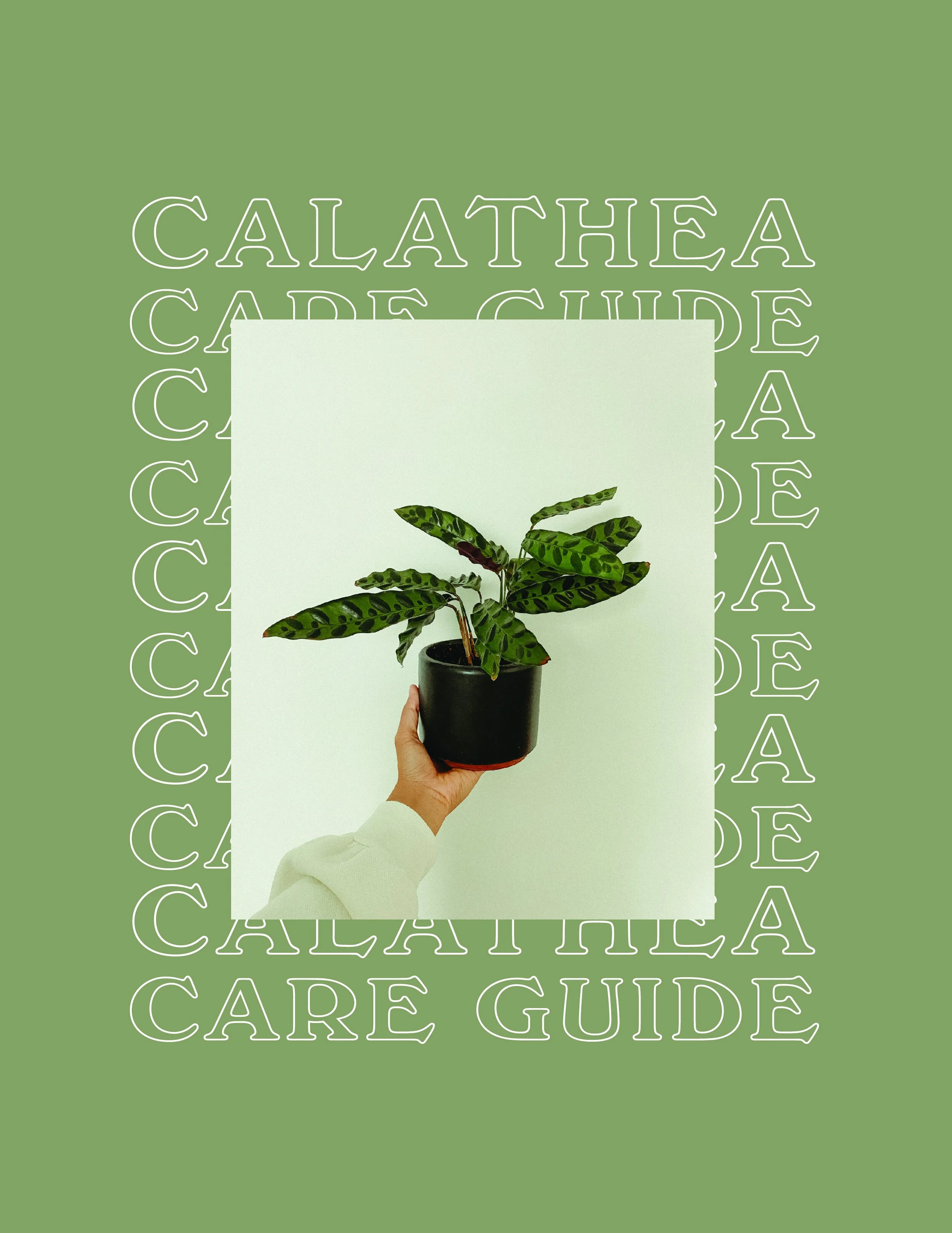 Calathea Care Guide