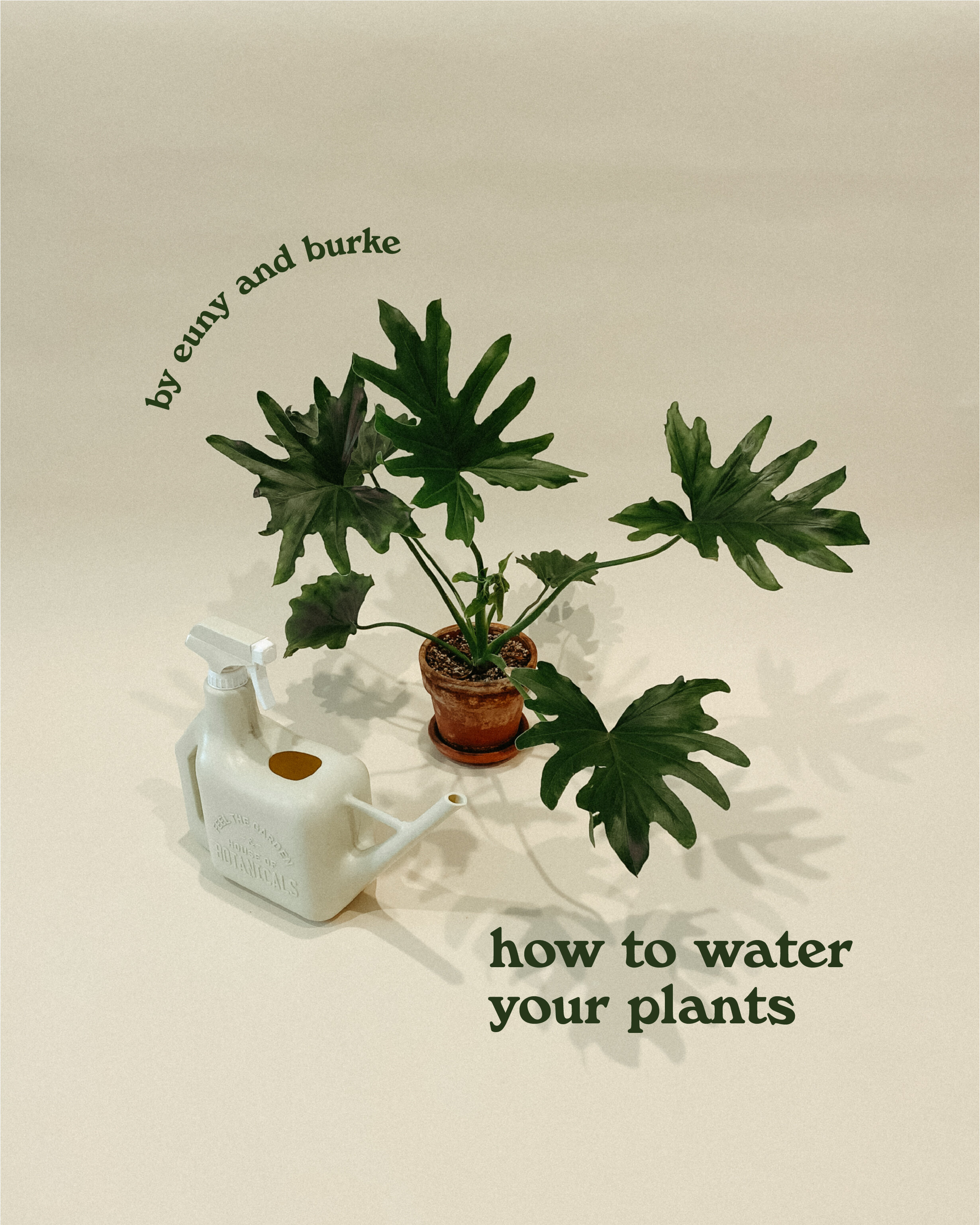 How To Water Your Plants
