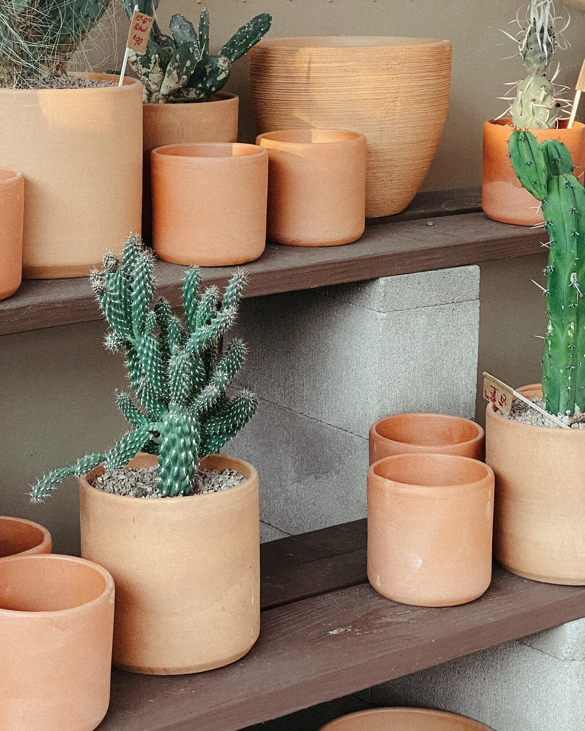 What to Know Before Going Plant Shopping