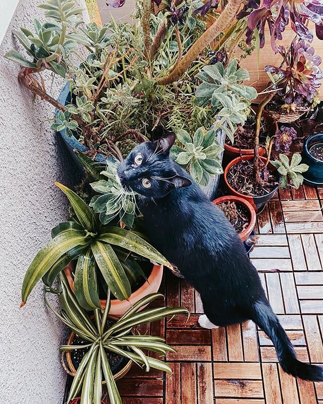 Happy Caturday! Spent my day under the sun doing some spring cleaning and planting on my balcony (aka this cat&rsquo;s outdoor kingdom). Can&rsquo;t wait to finish up tomorrow!

#caturday #mybalcony #tuxedocat #tuxedocatsofinstagram #crossroadcastle 
