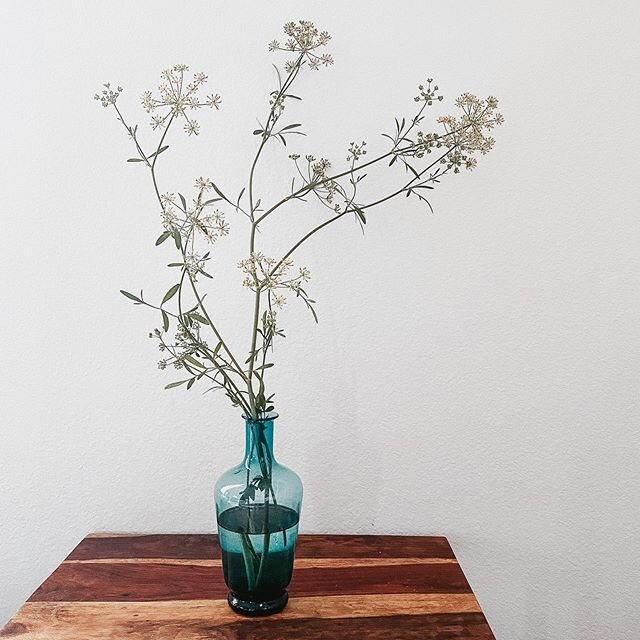 The parsley in my garden bolted and the blooms deserve a highlight in this vintage vase.

#mygarden #parsley #simplicity #bloom #spring #fromthegarden #vintage