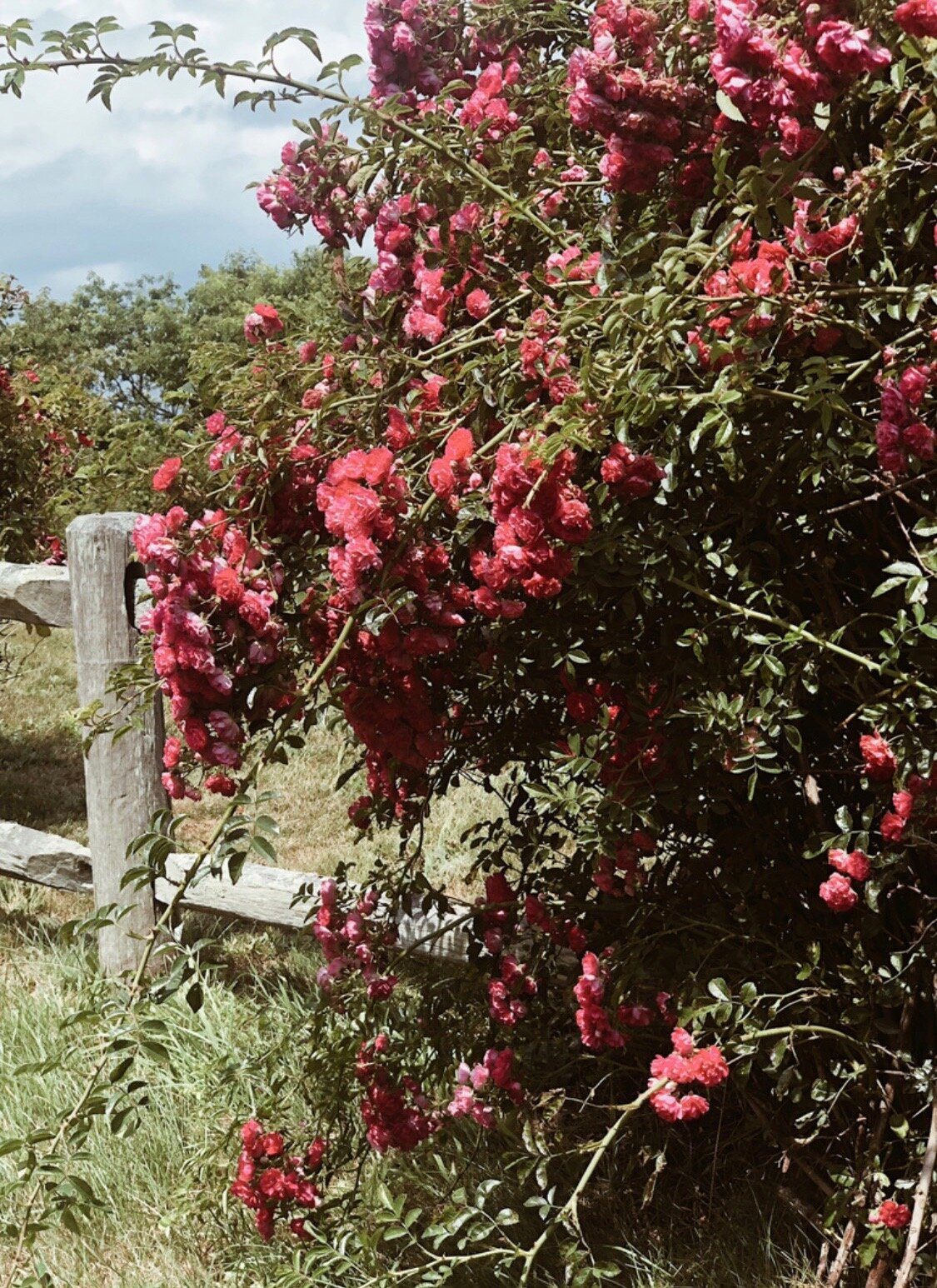 5A6D66FF-DB8B-49E8-A837-A523CC8C7E98.jpeg