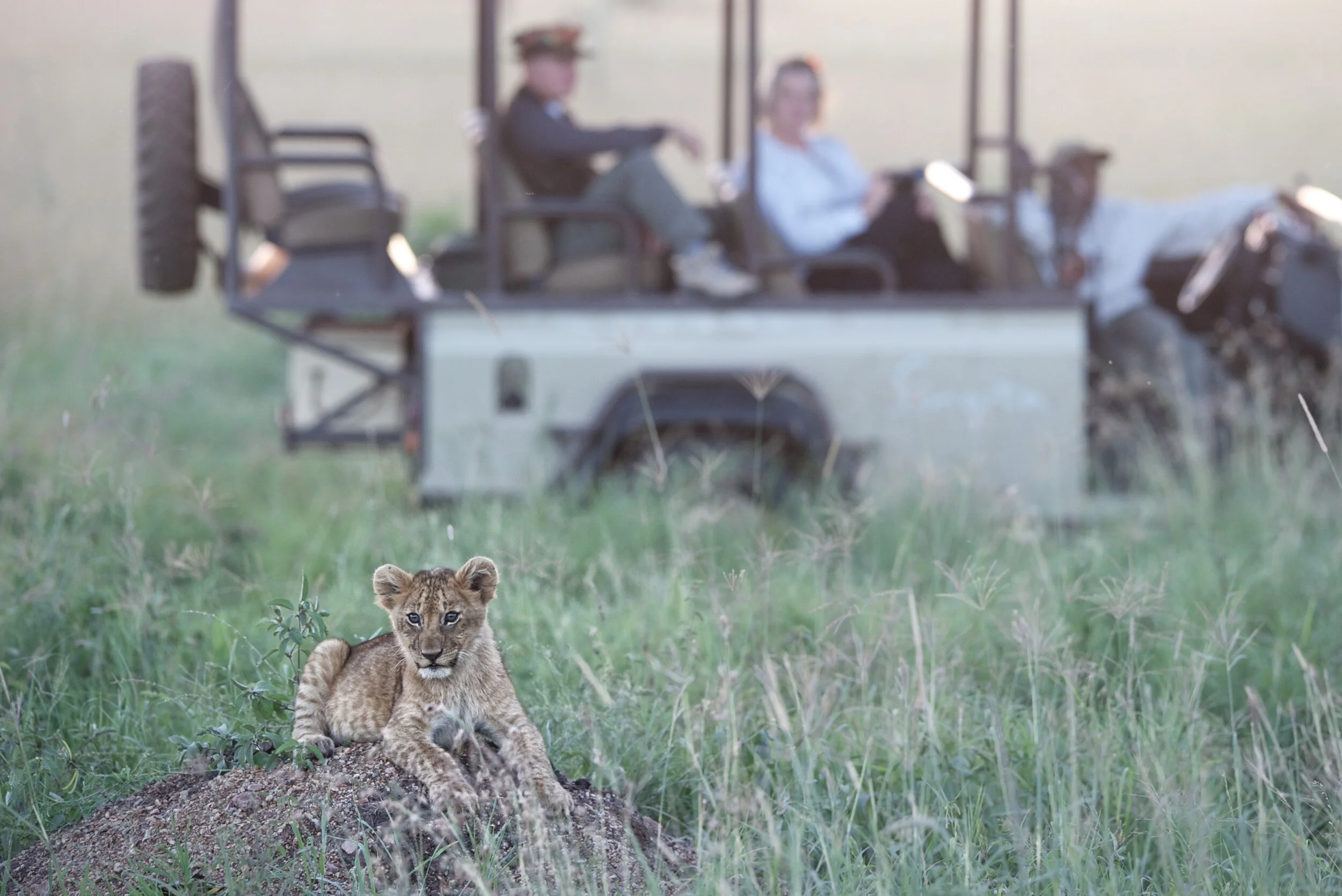 Singita-Sasakwa-Game-Drive.jpg