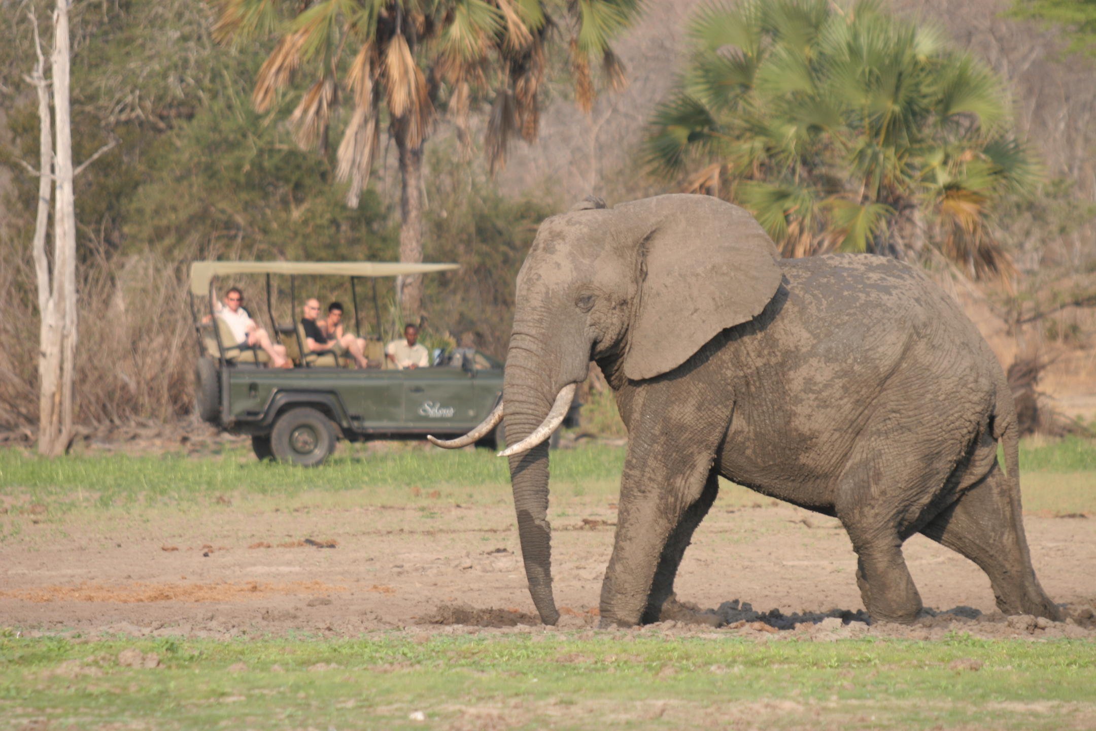 Prime wildlife area in Selous makes for perfect game drives.JPG