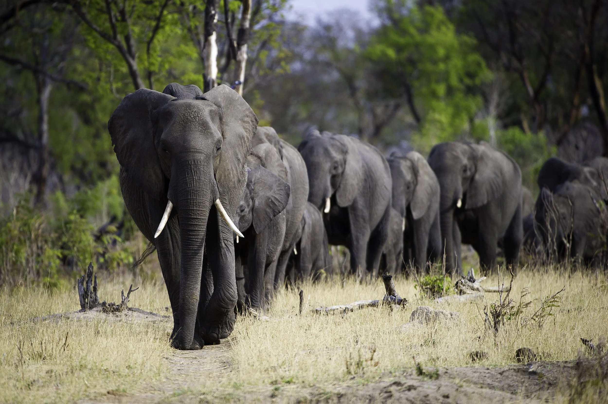 Hwange_2011-10-185.jpg
